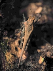 Eucriotettix oculatus