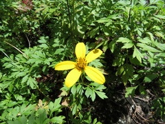 Bidens ostruthioides