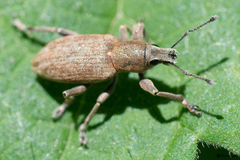 Tanymecus palliatus