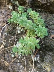 Sedum cockerellii