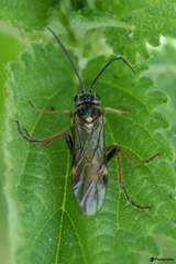 Tenthredopsis stigma