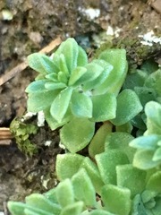 Sedum cockerellii