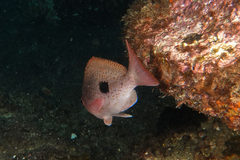 Caesioperca lepidoptera