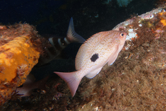 Caesioperca lepidoptera