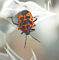 Eurydema spectabilis