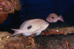 Caesioperca lepidoptera