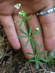 Galium mexicanum