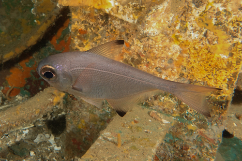 Silver sweeper (Pempheris adspersa) — Pempheridae — 2