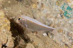 Optivus elongatus