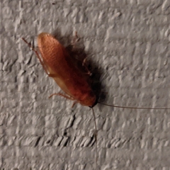 Parcoblatta virginica