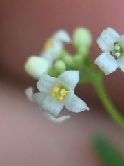 Galium mexicanum