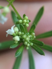 Galium mexicanum