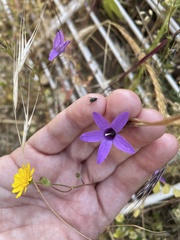 Campanula lusitanica