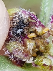 Macrolabis brunellae