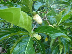Morinda citrifolia