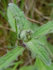 Macrolabis brunellae