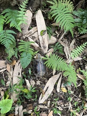 Cuora flavomarginata