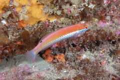 Suezichthys aylingi