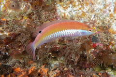Suezichthys aylingi