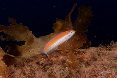 Suezichthys aylingi