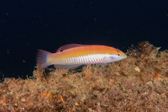 Suezichthys aylingi