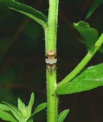 Aphrophora intermedia