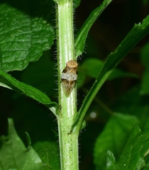 Aphrophora intermedia