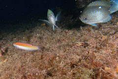 Suezichthys aylingi
