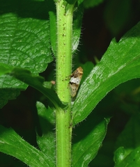 Aphrophora intermedia