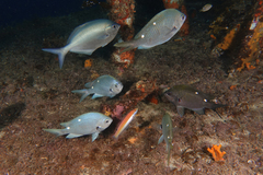 Suezichthys aylingi