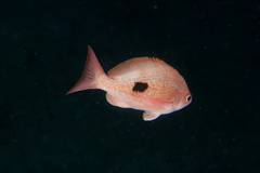 Caesioperca lepidoptera