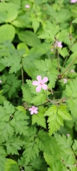 Geranium robertianum