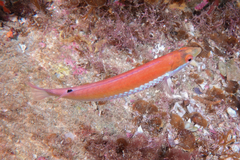 Suezichthys aylingi