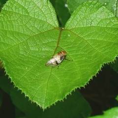 Aphrophora intermedia