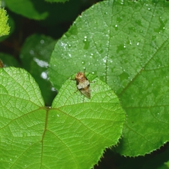 Aphrophora intermedia