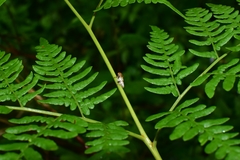 Aphrophora intermedia