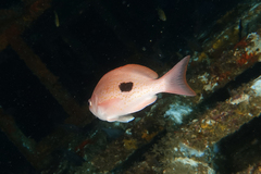 Caesioperca lepidoptera