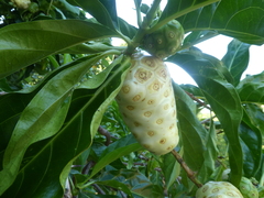 Morinda citrifolia
