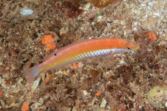 Suezichthys aylingi