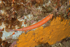 Suezichthys aylingi