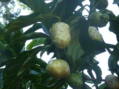 Morinda citrifolia
