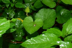 Aphrophora intermedia