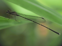 Prodasineura autumnalis