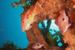 Bodianus unimaculatus