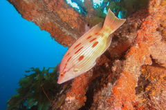 Bodianus unimaculatus