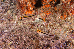 Forsterygion maryannae