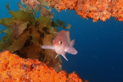 Caesioperca lepidoptera