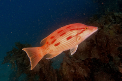 Bodianus unimaculatus