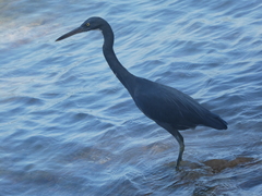 Egretta sacra