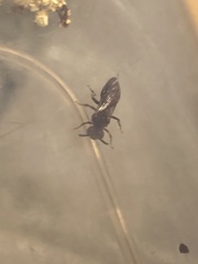Nomada erigeronis